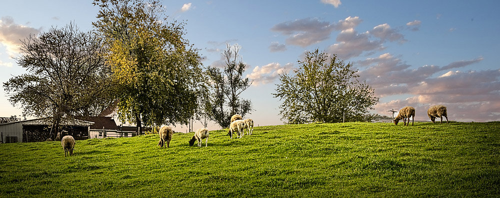 sheep-grazing-peso-K3-2440.jpg